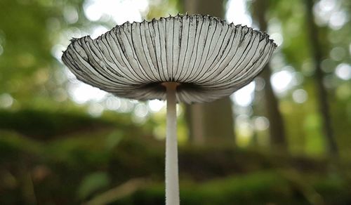 Close-up of mushroom