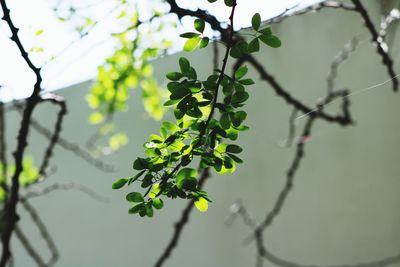 Close-up of green leaves on branch