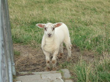 Dog standing on grassy field