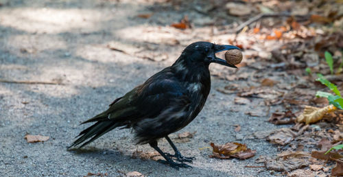 High angle view of black bird on land