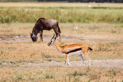 Impala antelope standing on field