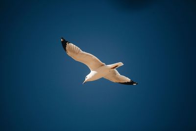 Low angle view of seagull flying