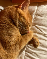 Close-up of cat sleeping on bed