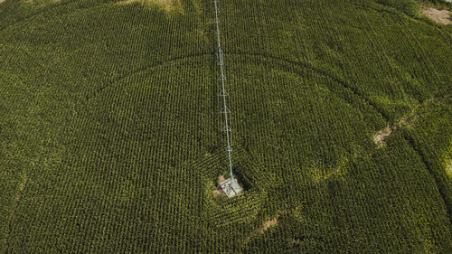 Spain, catalonia, lleida, drone view of vast green corn field irrigated by agricultural sprinkler