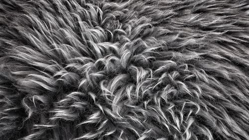 Full frame shot of leaf