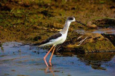 Bird perching on lake