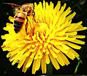 Close-up of butterfly on yellow flower