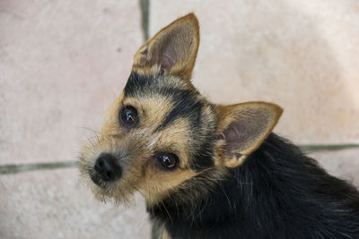 Close-up of dog looking away