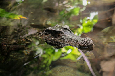 Close-up of animal crocodile in water