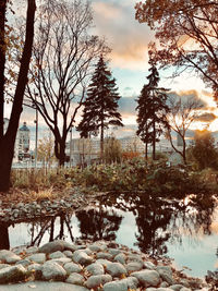 Trees by lake against sky during sunset