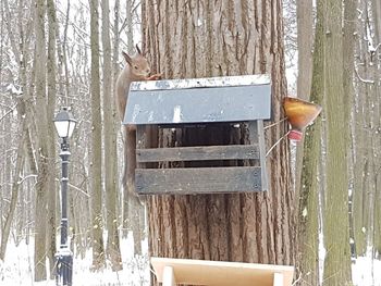 Close-up of birdhouse on tree trunk during winter