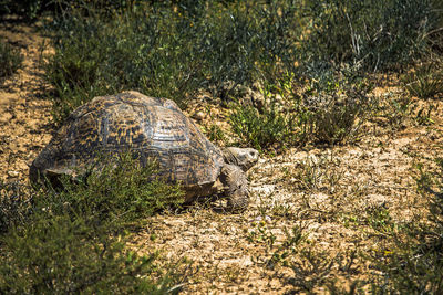 African spurred tortoise ,centrochelys sulcata, in savannah bush in addo national park, south africa