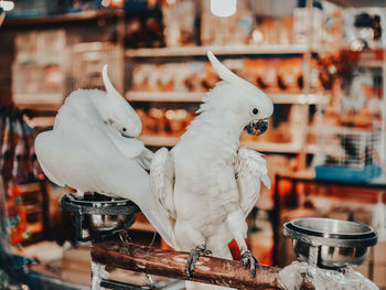 Close-up of parrot perching