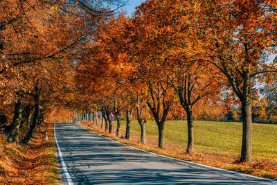 Road amidst trees during autumn