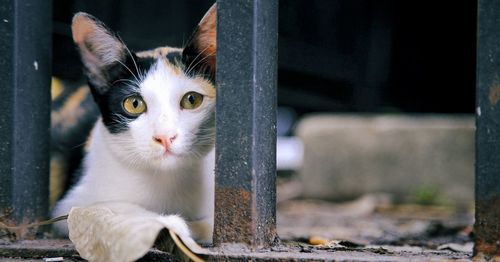 Portrait of cat looking through metal fence