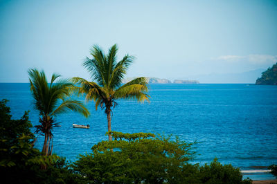 Palm tree by sea against clear sky