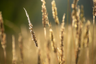 Close-up of stalks in field