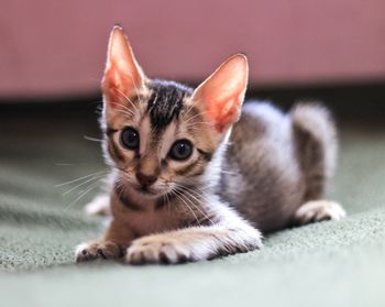 Close-up portrait of a kitten