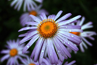 Close-up of wet purple flower