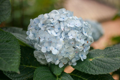 Close-up of purple hydrangea