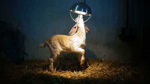Kid goat reaching towards lamp