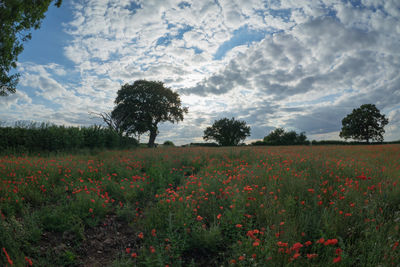 Scenic view of flowering trees on field against sky