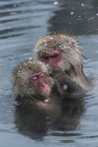 Snow monkeys taking a bath