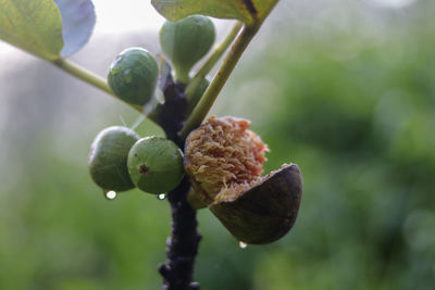 Close-up of fruit growing on plant