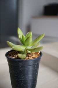 Close-up of succulent plant on table