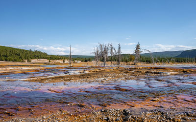 View of dead trees at geothermal landscape with blue sky in background at park