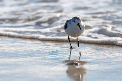 Seagull on beach