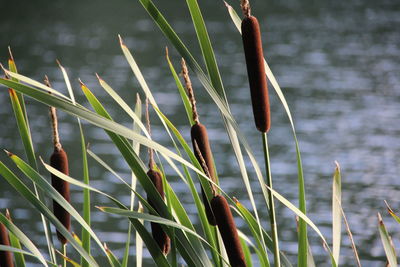 Close-up of grass in lake