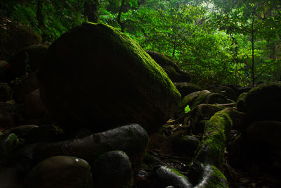 Moss on rocks in forest