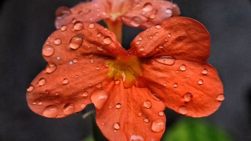 Close-up of water drops on day lily