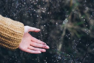 Cropped image of woman touching dry plants