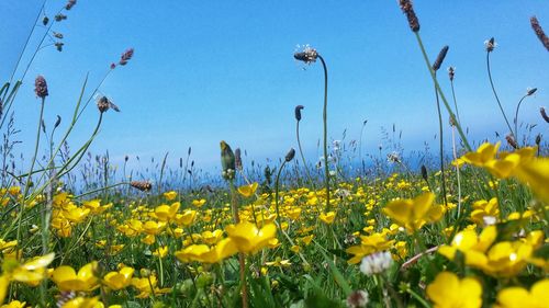 Yellow flowering plants on field against sky