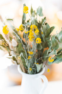 Close-up of white flowering plant