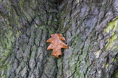 Close-up of lichen on tree trunk