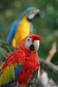 Close-up of parrot perching on branch