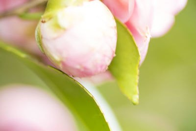 Close-up of pink flower