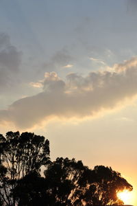 Low angle view of silhouette trees against sky at sunset