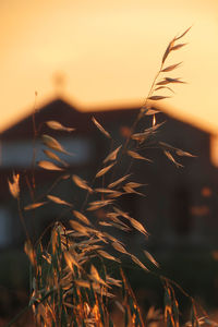 Close-up of grass on field against sky during sunset