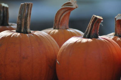 Close-up of pumpkins for sale