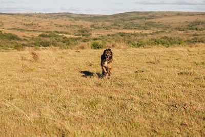 View of dog on field