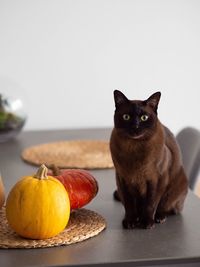 Close-up of cat on table