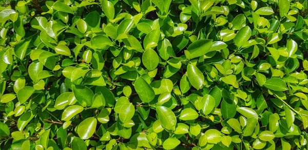 Full frame shot of green leaves