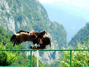 View of vulture perching on metal fence 