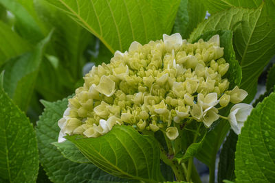 Close-up of flowering plant