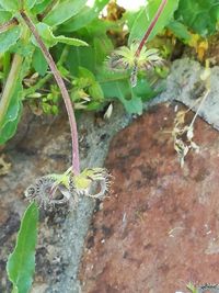 High angle view of insect on plant