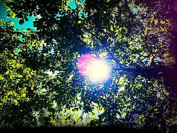 Low angle view of trees against sky